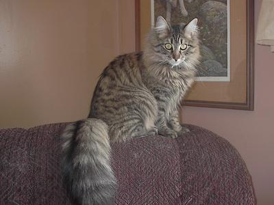 Loki