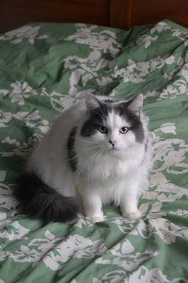 Loki