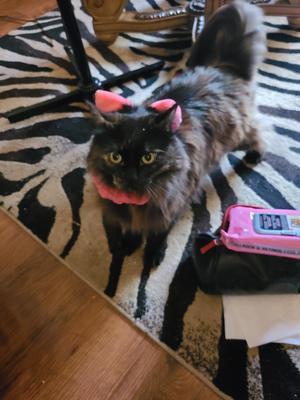 Lola fluffy tortie kitty wearing cat ears headband.