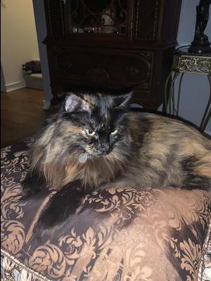 Lola fluffy tortie kitty.