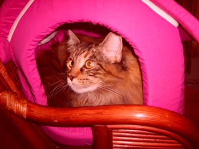 Lola
