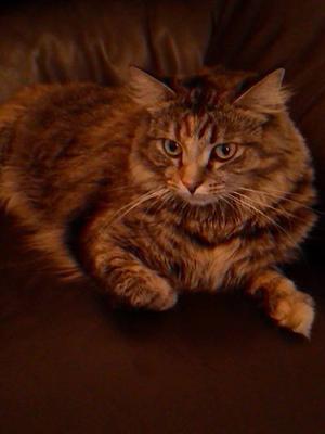 Lola