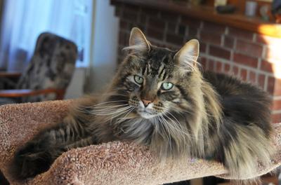classic brown tabby purebred maine coon cat with long fur.