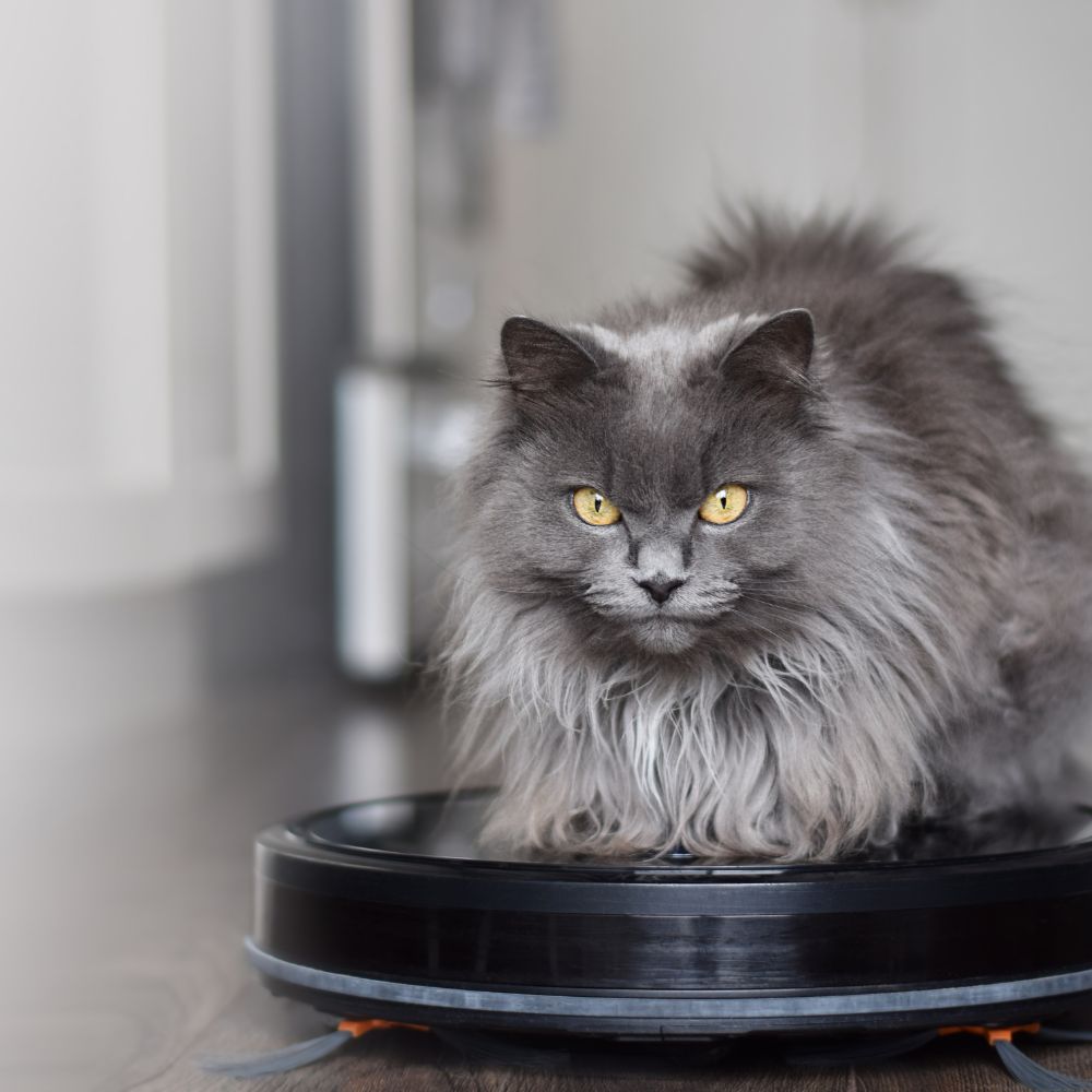 Vacuum Time! longhaired solid grey cat sitting on a robot vacuum