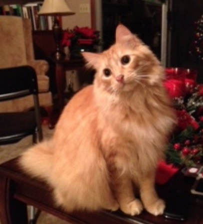 Louie buff fluffy kitty