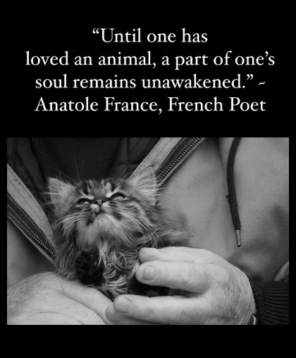 live with a cat quote on brown tabby maine coon kitten background