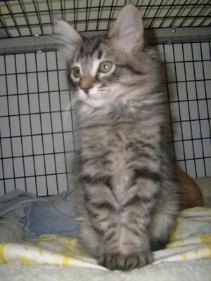 Luca