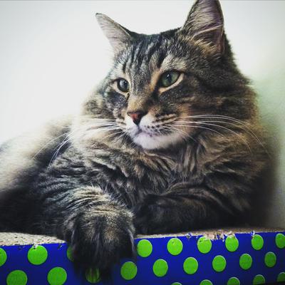 Luca