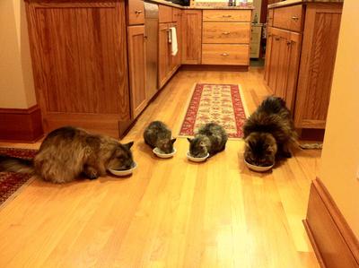 Dinner time for four maine coon cats