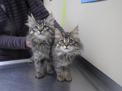 two small maine coon mix tabby kittens on an exam table.