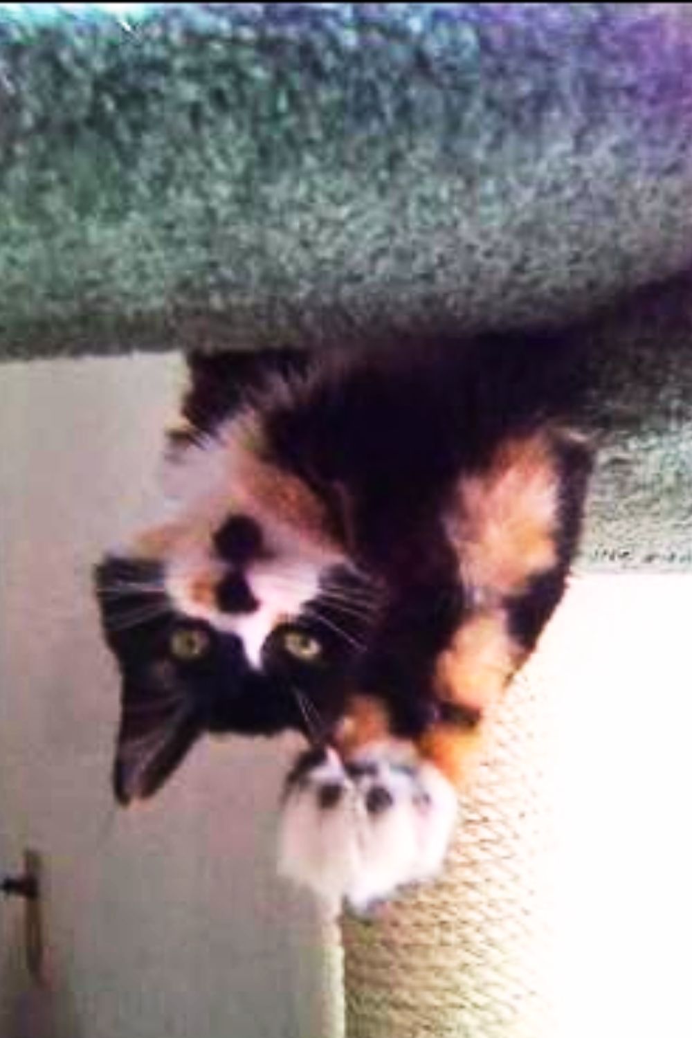 Lucy the Calico Hanging Upside-Down calico maine coon hanging upside down in her cat tree