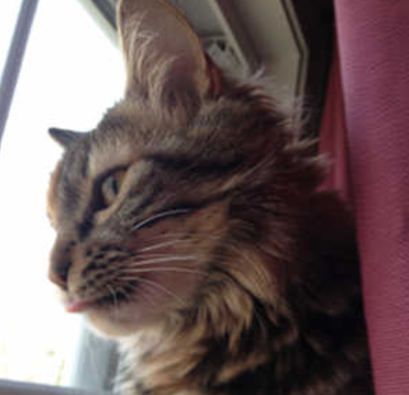 Lucy brown tabby cat