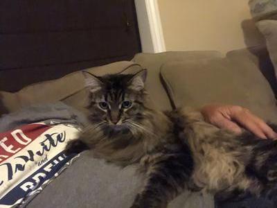 Cuddle Time for Lucy brown tiger kitty cuddling on man's lap.