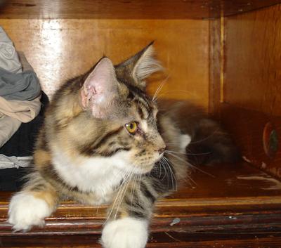 Lucy