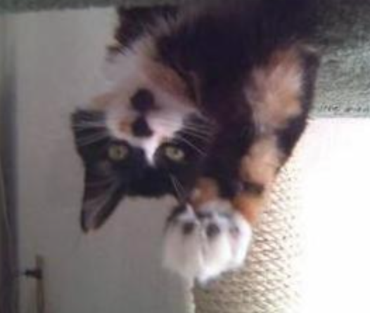 Lucy Goosey cute kitty waving upside down