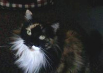 Lucy Lou