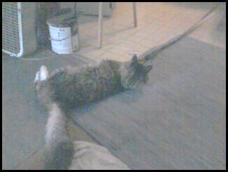 fluffy brown tabby cat laying on the floor looking outside through the sliding door