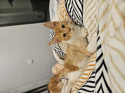 Lúda cute light red ginger maine coon kitten on a bed.