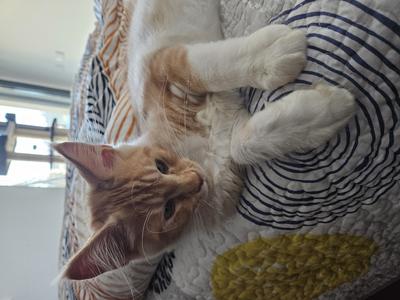 Lúda cute light red ginger maine coon kitten on a bed.