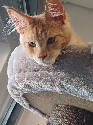 Lúda cute light red ginger maine coon kitten looking down from the top of a cat tree.