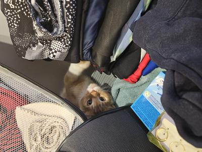 Lúda cute light red ginger maine coon kitten hiding in a stack of laundry.