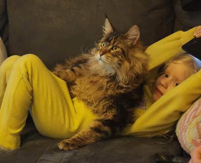 young child laying on a couch with a fluffy brown tabby maine coon settled on their stomach.