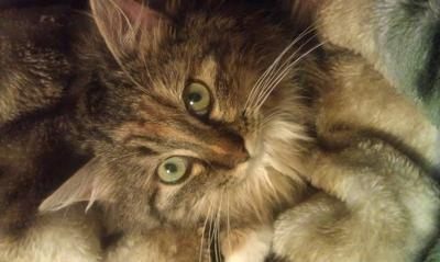 Lulu