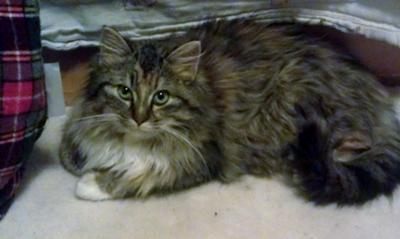 Lulu