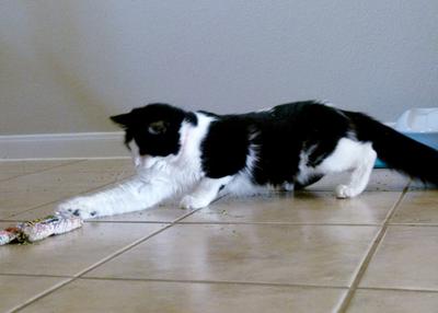 Playful black and white cat on tile floor playing with toy