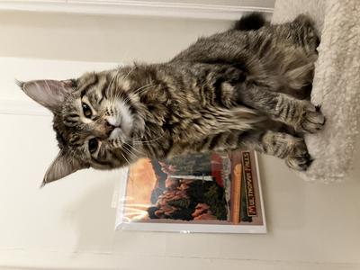 Lux young shaggy brown tabby kitty posing.