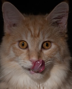 Oscar