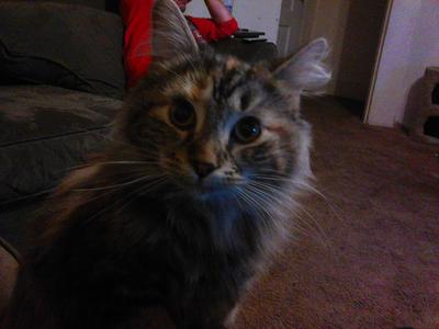 Lynxi
