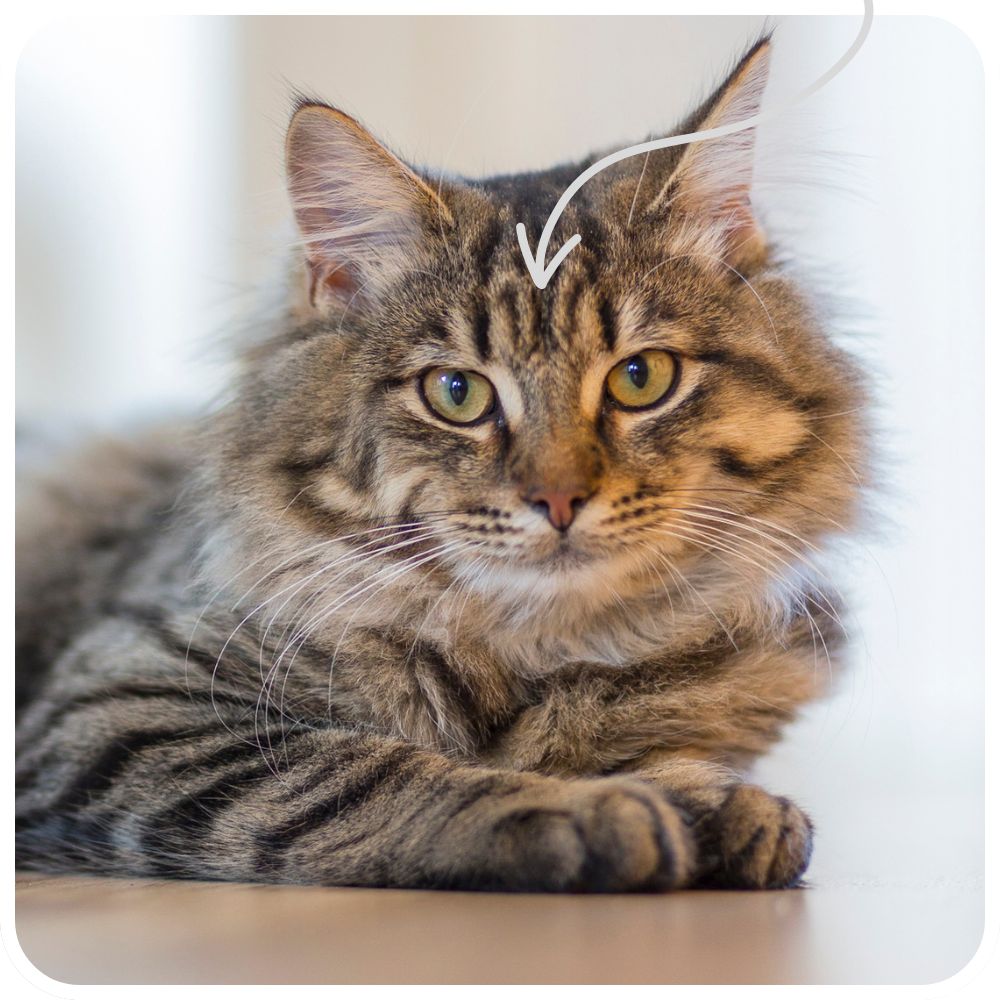 Is M for Maine? brown tabby with markings on forehead