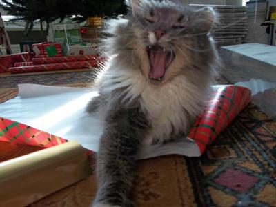 Maddy gray and white fluffy kitty