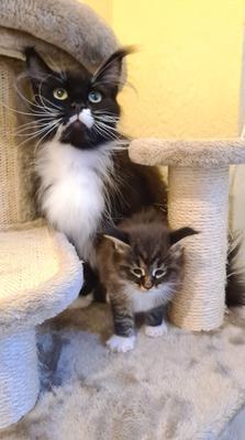 tuxedo mother maine coon cat with tiger kitten.