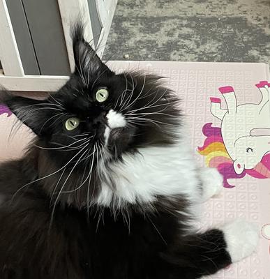 facial closeup tuxedo purebred maine coon female cat.