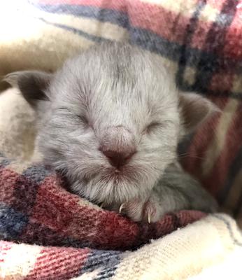tiny newborn maine coon kitten