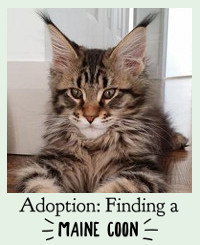 cute brown tabby maine coon kitten