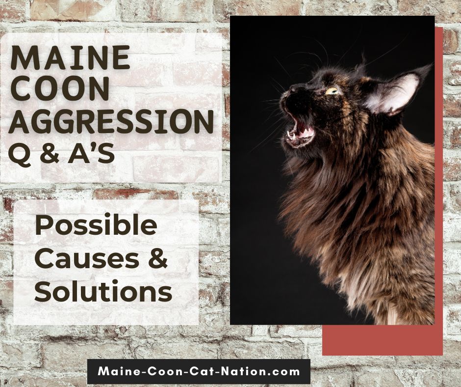 profile of black cat meowing and text about maine coon aggression causes and solutions