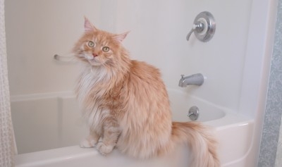 The Water Cat