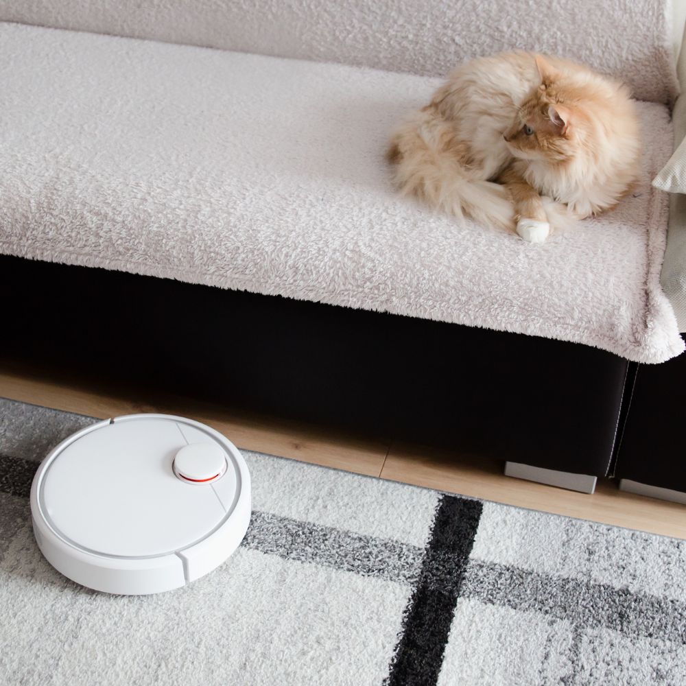 maine coon cat on a couch with vacuum robot nearby