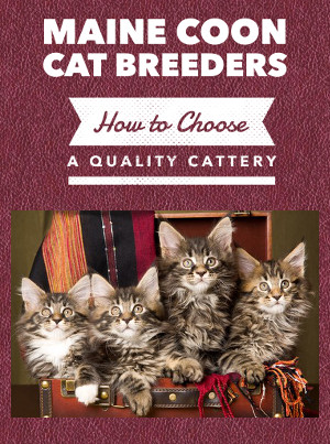 maine coon cat breeders
