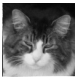 Bubba tabby with white maine coon mix