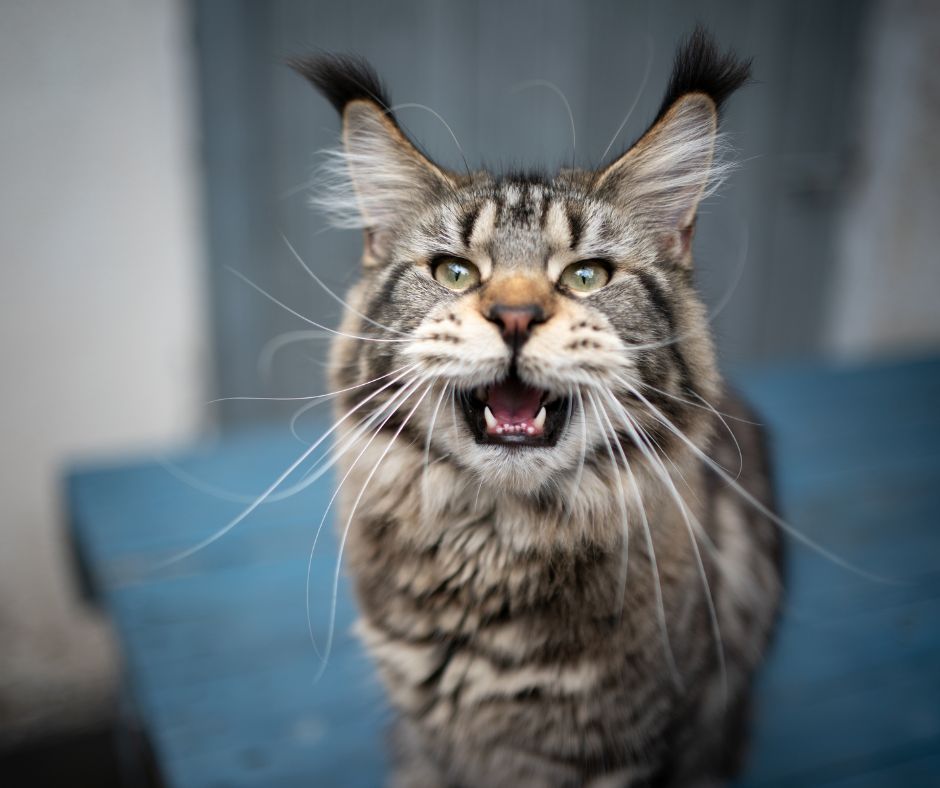 classic maine coon cat with mouth open mid-meow or chirp