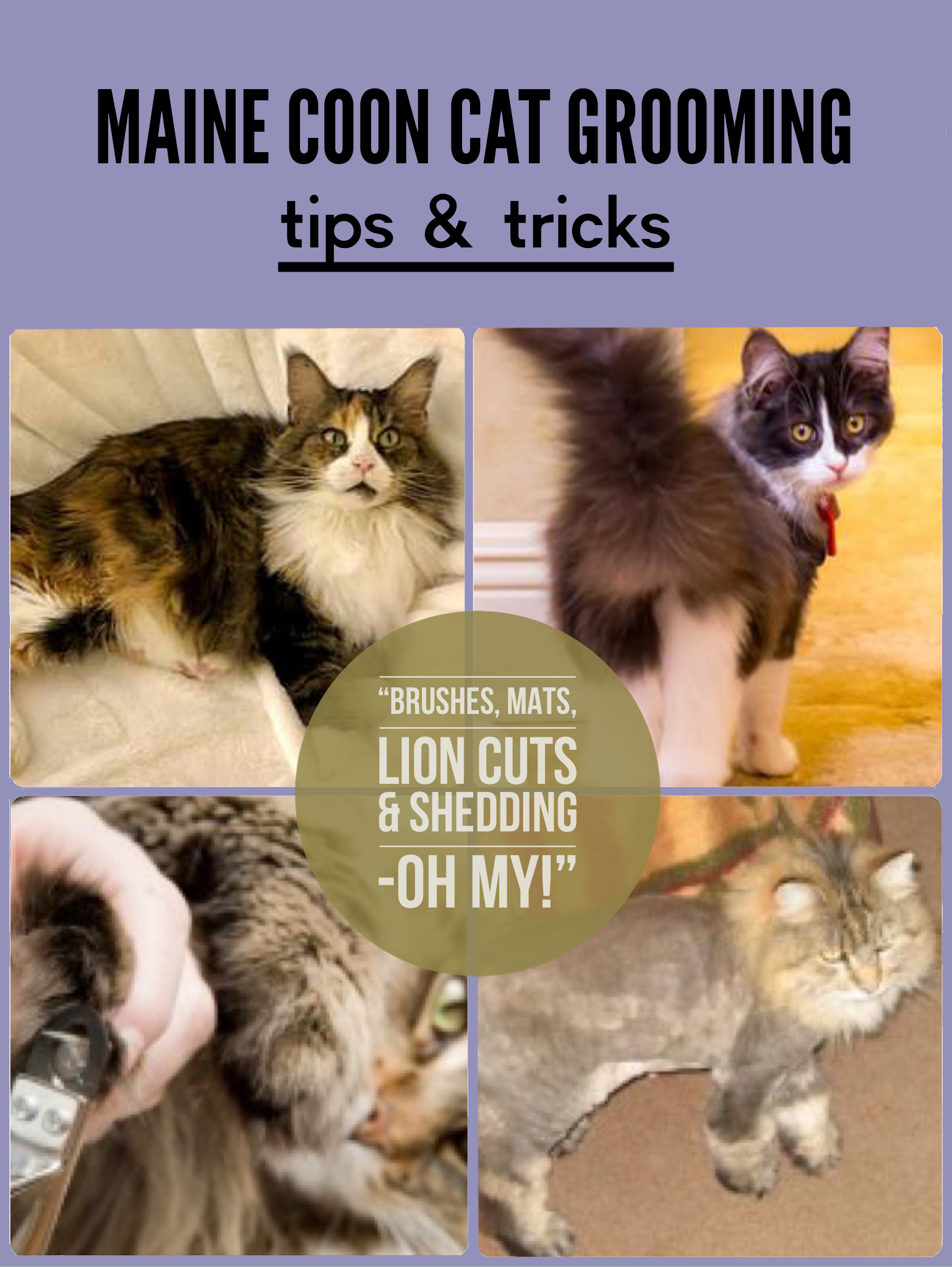 collage of well-groomed Maine Coons