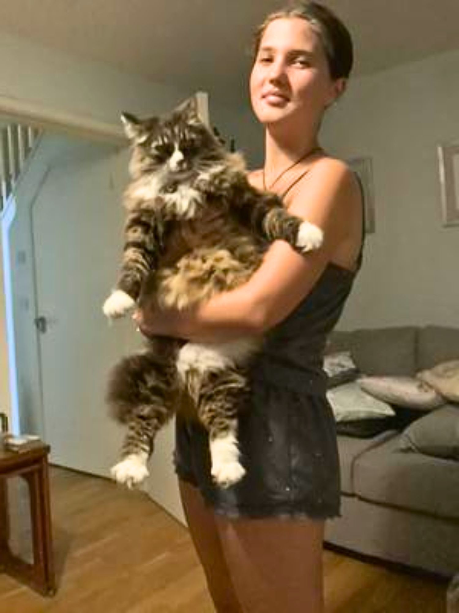 young woman holding a large Maine Coon cat.