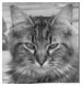 Kiki black and white face closeup of tabby cat