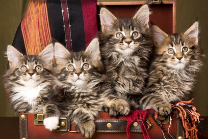 Four Babies four maine coon kittens in suitcase