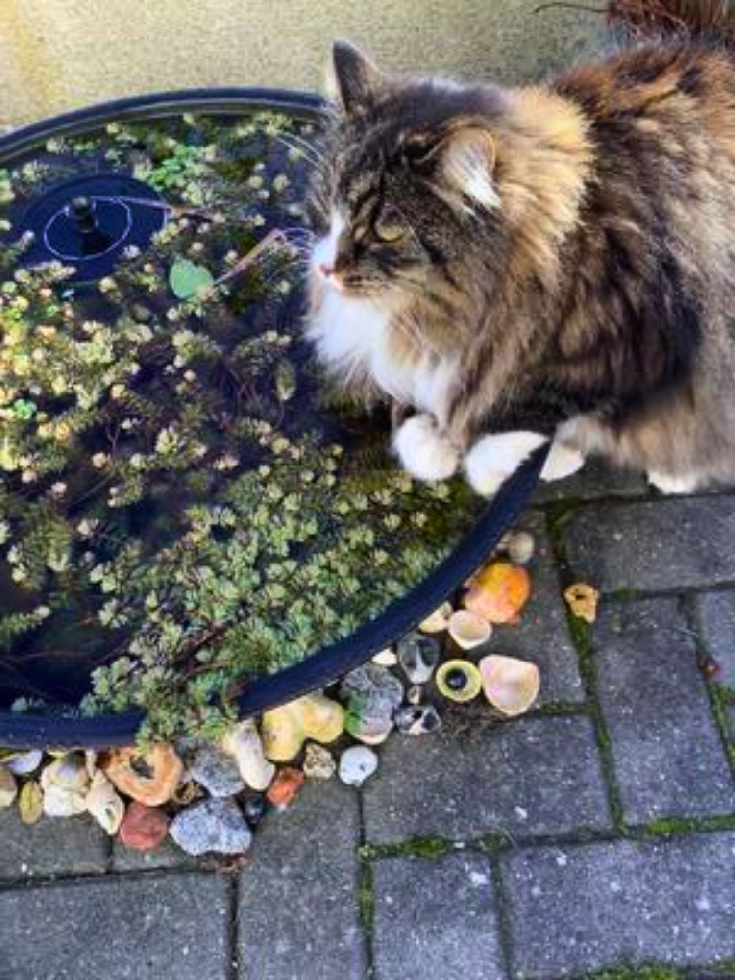 maine coon cat sitting beside a water fountain.