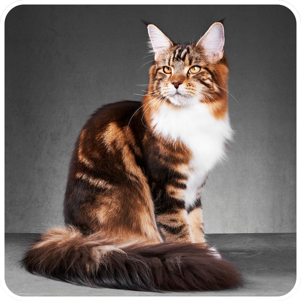 classic maine coon cat tabby with white posing on backdrop